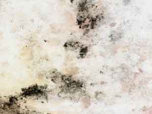 Copyright: iStockfoto ID16215034 Imagestock