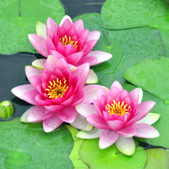 Foto: iStockphoto.com ID14777716_Trombax